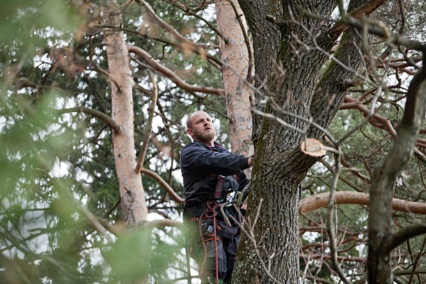 Best Utility Line Clearance  in Lloyd Harbor, NY