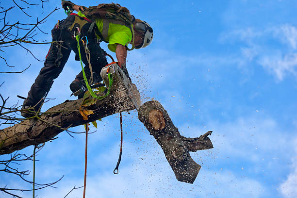 Best Commercial Tree Services  in Lloyd Harbor, NY