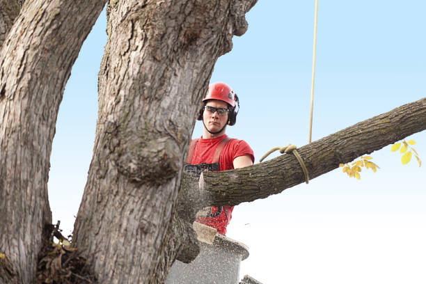 Best Arborist Consultation Services  in Lloyd Harbor, NY